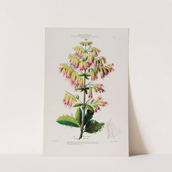 Flore d'Amérique, dessinée d'après nature sur les lieux Pl.090 by Etienne Denisse