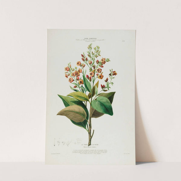 Flore d'Amérique, dessinée d'après nature sur les lieux Pl.091 by Etienne Denisse