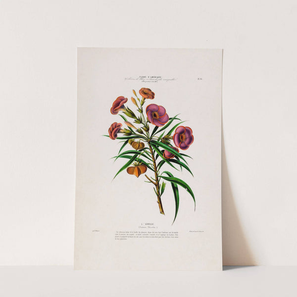 Flore d'Amérique, dessinée d'après nature sur les lieux Pl.093 by Etienne Denisse