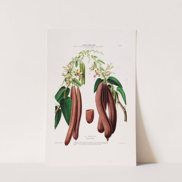 Flore d'Amérique, dessinée d'après nature sur les lieux Pl.094 by Etienne Denisse