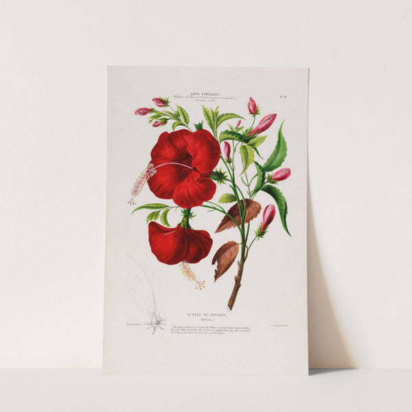 Flore d'Amérique, dessinée d'après nature sur les lieux Pl.095 by Etienne Denisse