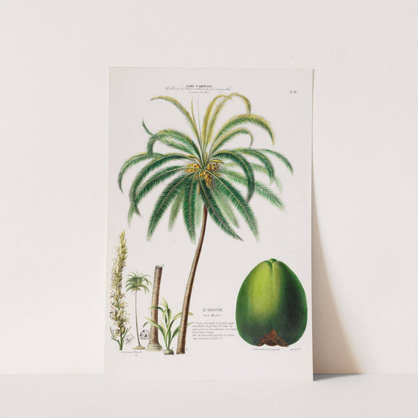 Flore d'Amérique, dessinée d'après nature sur les lieux Pl.096 by Etienne Denisse