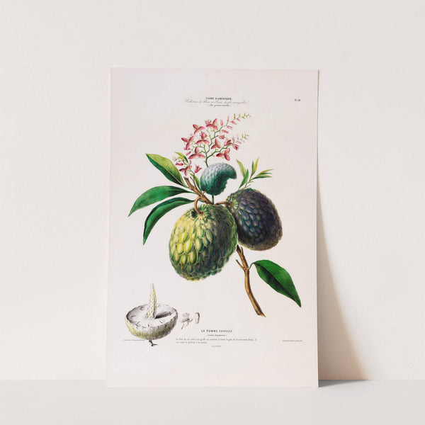 Flore d'Amérique, dessinée d'après nature sur les lieux Pl.098 by Etienne Denisse