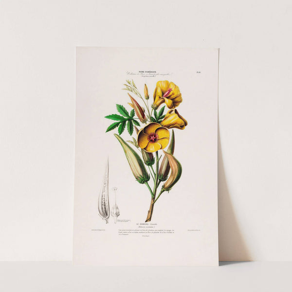 Flore d'Amérique, dessinée d'après nature sur les lieux Pl.099 by Etienne Denisse