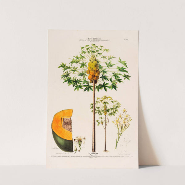 Flore d'Amérique, dessinée d'après nature sur les lieux Pl.100 by Etienne Denisse