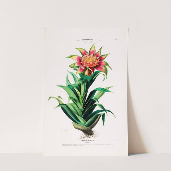 Flore d'Amérique, dessinée d'après nature sur les lieux Pl.101 by Etienne Denisse