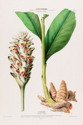 Flore d’AmeÌrique, dessineÌe d’apreÌs nature sur les lieux Pl.102