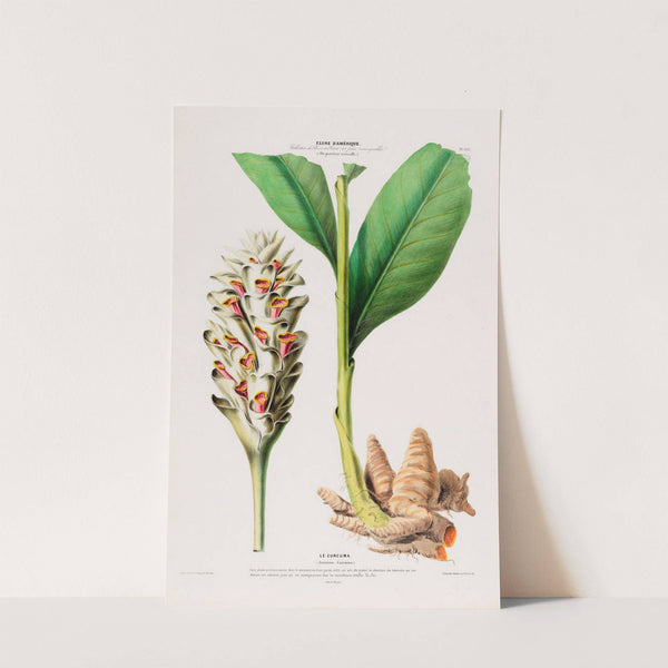 Flore d'Amérique, dessinée d'après nature sur les lieux Pl.102 by Etienne Denisse