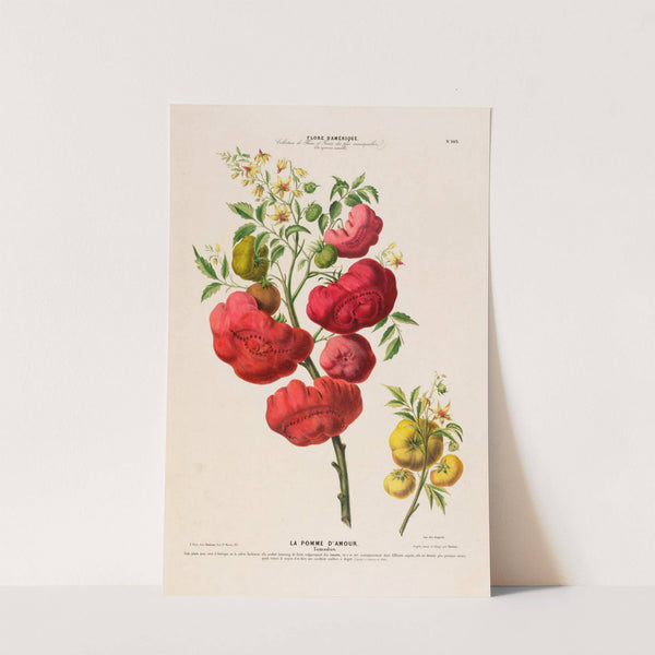 Flore d'Amérique, dessinée d'après nature sur les lieux Pl.103 by Etienne Denisse