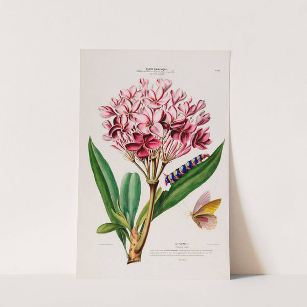 Flore d'Amérique, dessinée d'après nature sur les lieux Pl.104 by Etienne Denisse