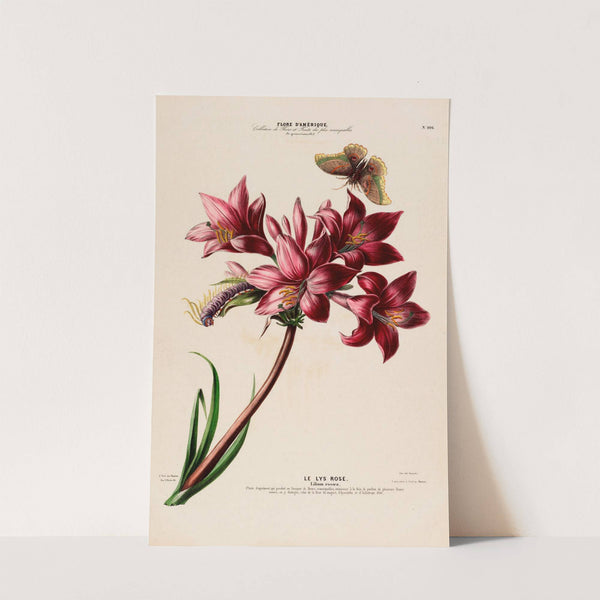 Flore d'Amérique, dessinée d'après nature sur les lieux Pl.106 by Etienne Denisse