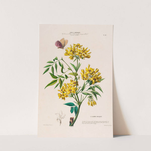 Flore d'Amérique, dessinée d'après nature sur les lieux Pl.107 by Etienne Denisse