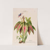 Flore d'Amérique, dessinée d'après nature sur les lieux Pl.108 by Etienne Denisse
