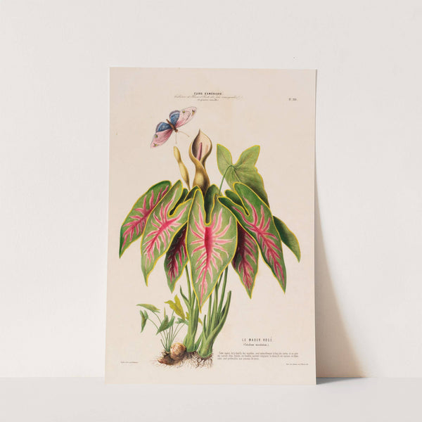 Flore d'Amérique, dessinée d'après nature sur les lieux Pl.108 by Etienne Denisse