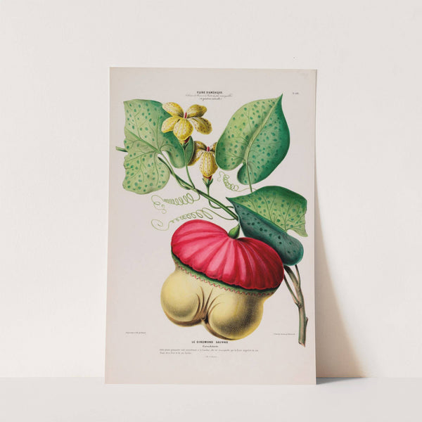 Flore d'Amérique, dessinée d'après nature sur les lieux Pl.109 by Etienne Denisse