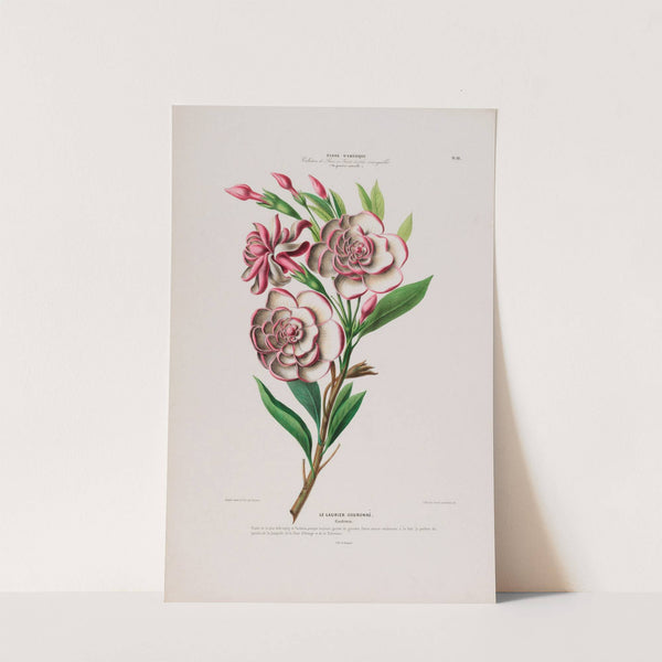 Flore d'Amérique, dessinée d'après nature sur les lieux Pl.111 by Etienne Denisse