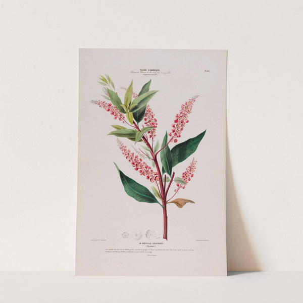 Flore d'Amérique, dessinée d'après nature sur les lieux Pl.112 by Etienne Denisse