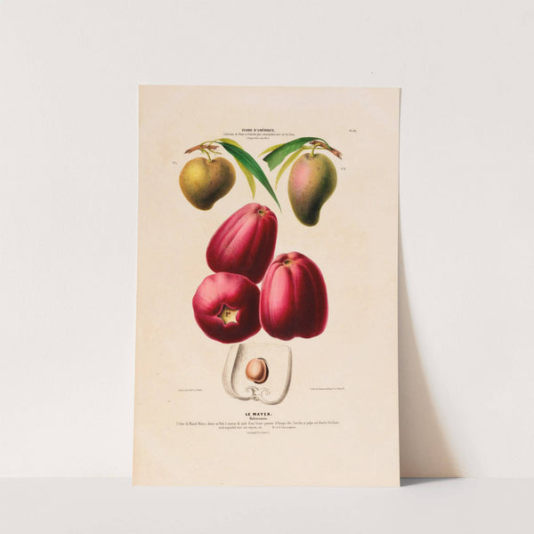 Flore d'Amérique, dessinée d'après nature sur les lieux Pl.113 by Etienne Denisse