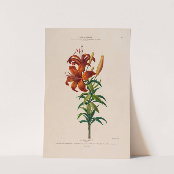 Flore d'Amérique, dessinée d'après nature sur les lieux Pl.115 by Etienne Denisse