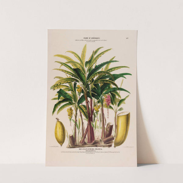 Flore d'Amérique, dessinée d'après nature sur les lieux Pl.117 by Etienne Denisse