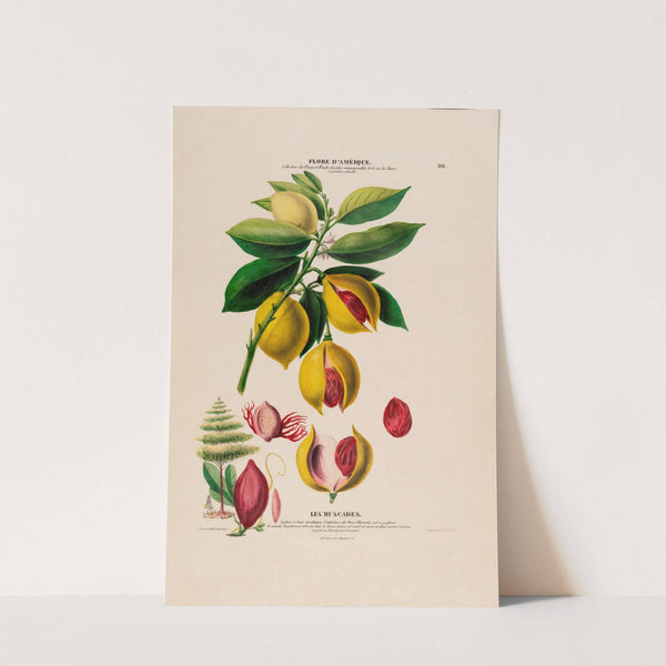 Flore d'Amérique, dessinée d'après nature sur les lieux Pl.118 by Etienne Denisse