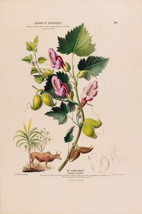 Flore d’AmeÌrique, dessineÌe d’apreÌs nature sur les lieux Pl.119