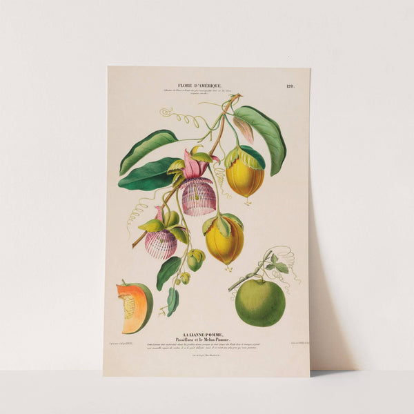 Flore d'Amérique, dessinée d'après nature sur les lieux Pl.120 by Etienne Denisse