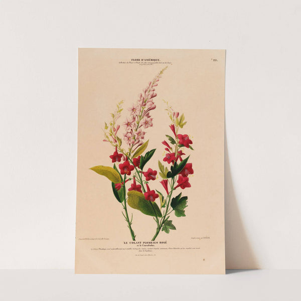 Flore d'Amérique, dessinée d'après nature sur les lieux Pl.121 by Etienne Denisse