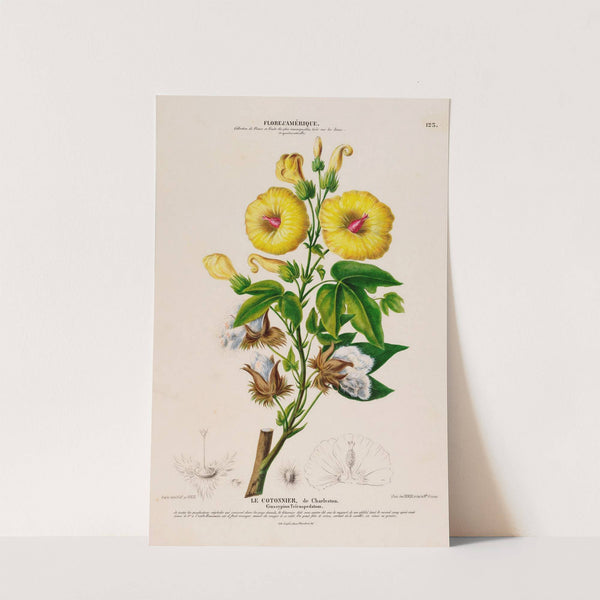 Flore d'Amérique, dessinée d'après nature sur les lieux Pl.123 by Etienne Denisse