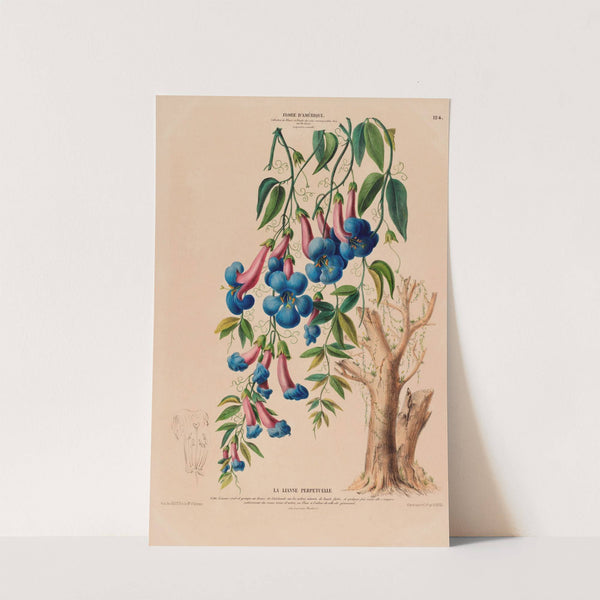 Flore d'Amérique, dessinée d'après nature sur les lieux Pl.124 by Etienne Denisse