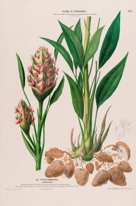 Flore d’AmeÌrique, dessineÌe d’apreÌs nature sur les lieux Pl.125 — size preview