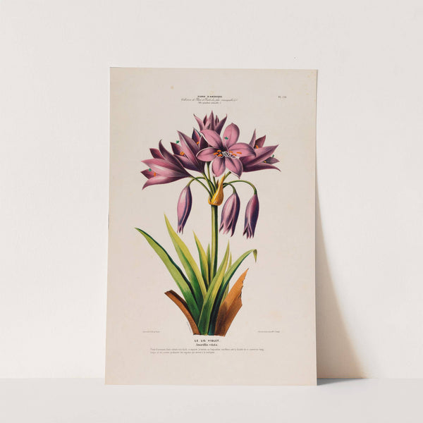 Flore d'Amérique, dessinée d'après nature sur les lieux Pl.126 by Etienne Denisse