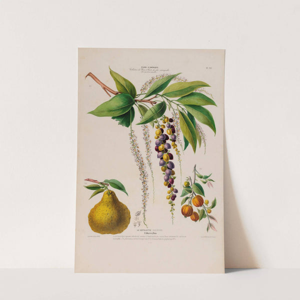 Flore d'Amérique, dessinée d'après nature sur les lieux Pl.127 by Etienne Denisse