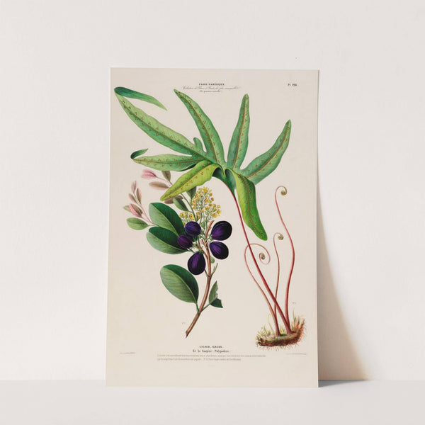 Flore d'Amérique, dessinée d'après nature sur les lieux Pl.128 by Etienne Denisse