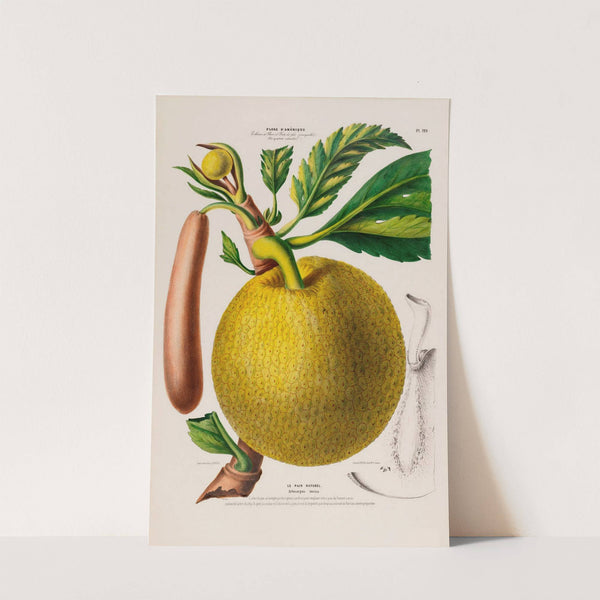 Flore d'Amérique, dessinée d'après nature sur les lieux Pl.129 by Etienne Denisse