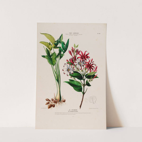 Flore d'Amérique, dessinée d'après nature sur les lieux Pl.130 by Etienne Denisse