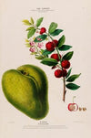 Flore d’AmeÌrique, dessineÌe d’apreÌs nature sur les lieux Pl.131