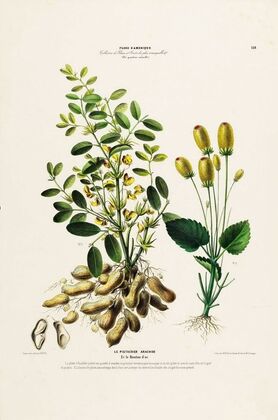 Flore d’AmeÌrique, dessineÌe d’apreÌs nature sur les lieux Pl.132