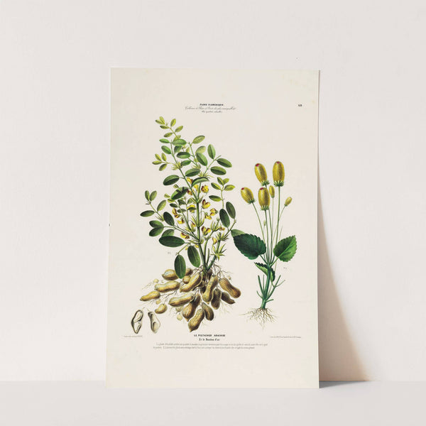 Flore d'Amérique, dessinée d'après nature sur les lieux Pl.132 by Etienne Denisse