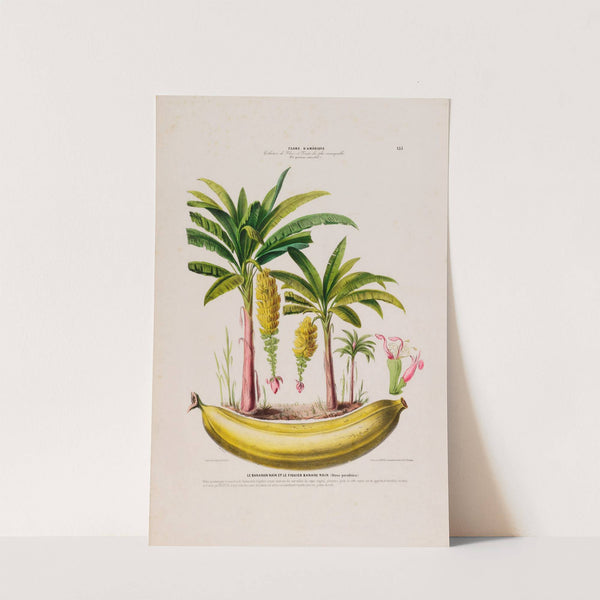 Flore d'Amérique, dessinée d'après nature sur les lieux Pl.133 by Etienne Denisse