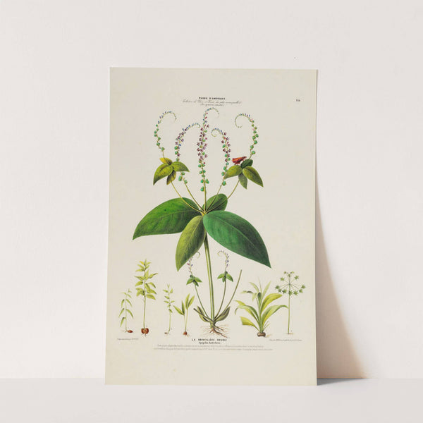 Flore d'Amérique, dessinée d'après nature sur les lieux Pl.134 by Etienne Denisse