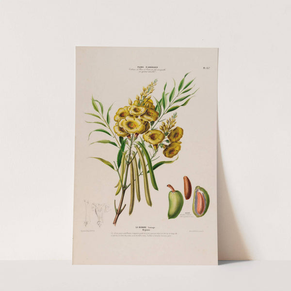 Flore d’Amérique, dessinée d’après nature sur les lieux Pl.137 (1843) by Etienne Denisse