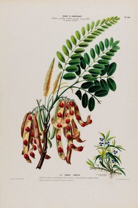 Flore d’Amérique, dessinée d’après nature sur les lieux Pl.138