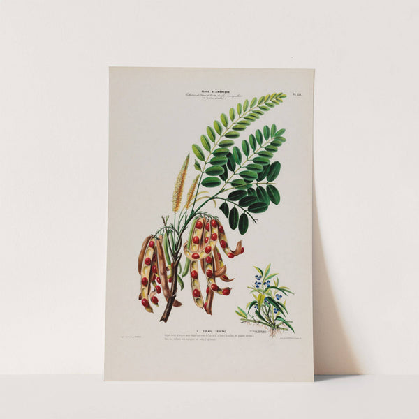 Flore d’Amérique, dessinée d’après nature sur les lieux Pl.138 (1843) by Etienne Denisse