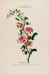 Flore d’Amérique, dessinée d’après nature sur les lieux Pl.139