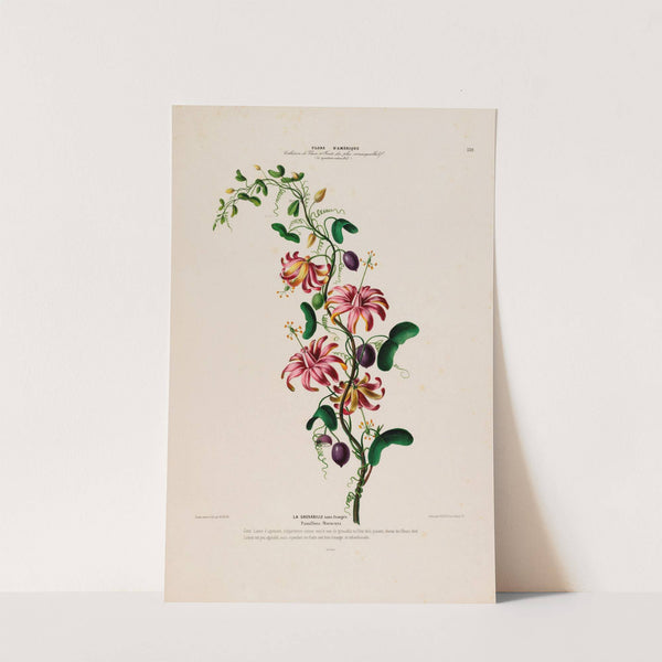 Flore d’Amérique, dessinée d’après nature sur les lieux Pl.139 (1843) by Etienne Denisse