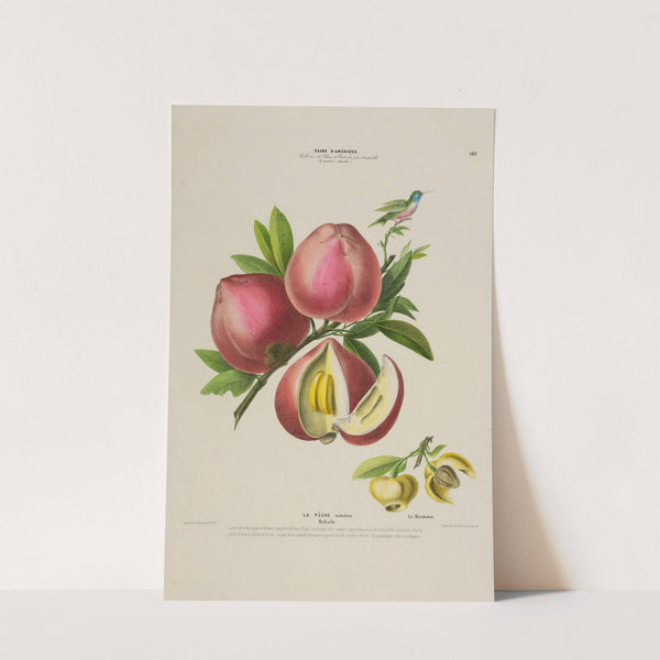 Flore d’Amérique, dessinée d’après nature sur les lieux Pl.142 (1843) by Etienne Denisse