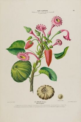 Flore d’Amérique, dessinée d’après nature sur les lieux Pl.143