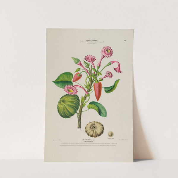 Flore d’Amérique, dessinée d’après nature sur les lieux Pl.143 (1843) by Etienne Denisse