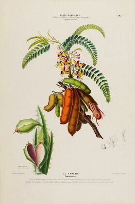 Flore d’Amérique, dessinée d’après nature sur les lieux Pl.145